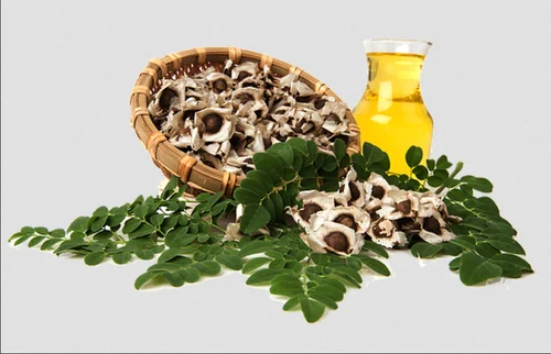 Supplier  Moringa Carrier Oil