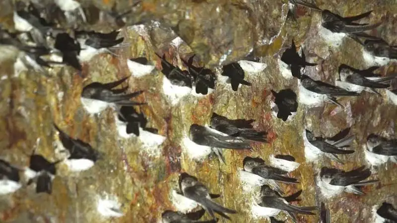 Чистые Натуральные съедобные гнезда поставляются в пластиковой коробке 100 г с премиум птичьим гнездом