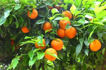 Fresh Egyptian Orange | Wholesale Price | High Quality Orange For Sale