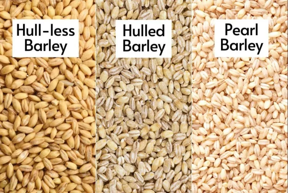 Barley.jpeg