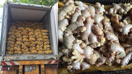 Имбирь высокого качества вьетнамский имбирь 100% Органические свежие Имбирные продукты и напитки одиночные специи приправа