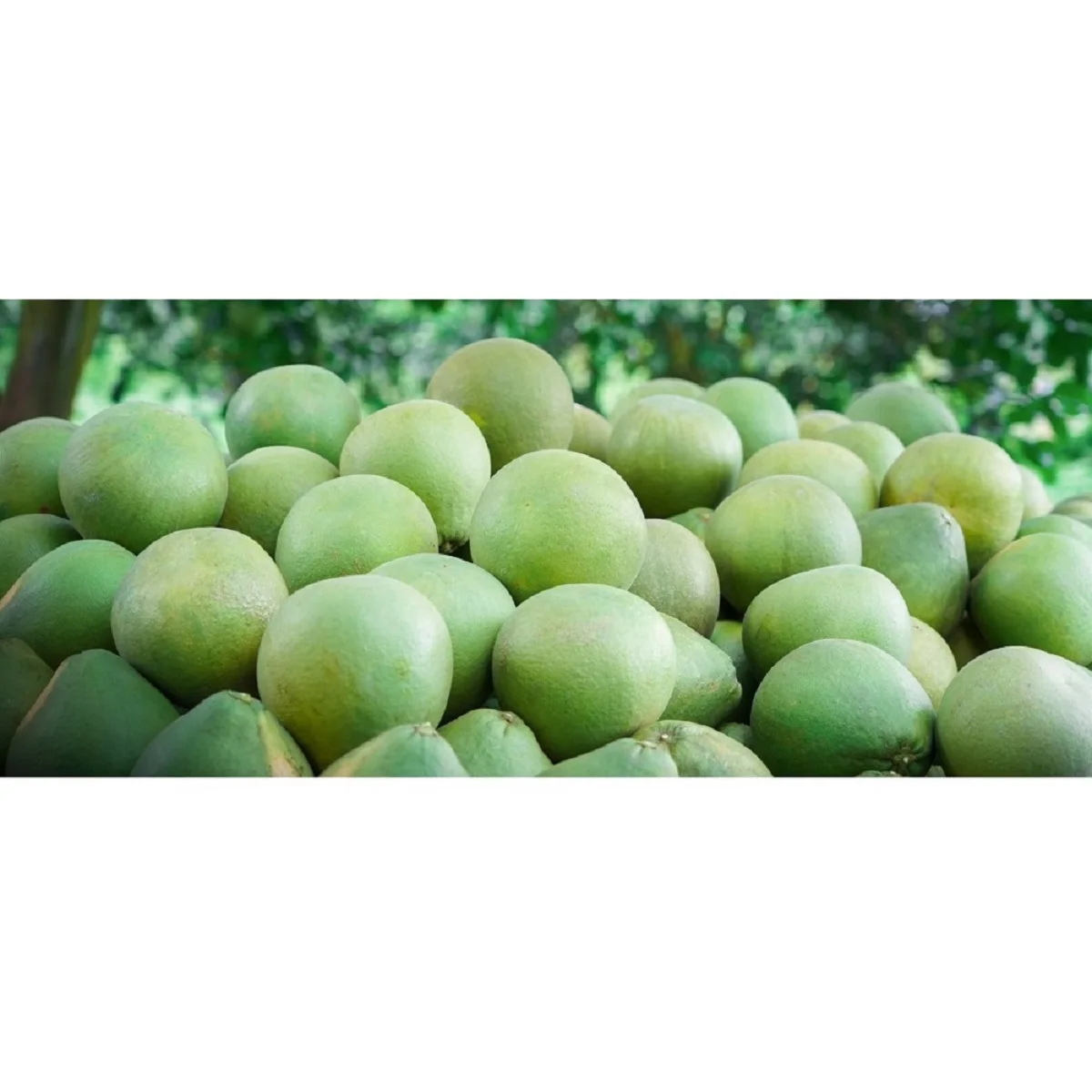 Свежее органическое красное мясо Siam Ruby Pomelo по лучшей цене, оптом из Таиланда