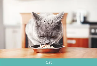 catt.png