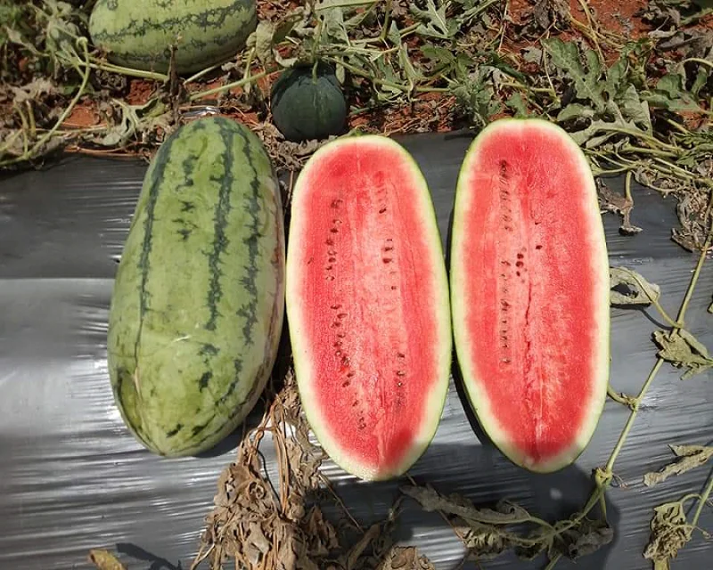 
Производитель семян гибридного арбуза гамма F1 по оптовой цене 4 t0 5 кг 