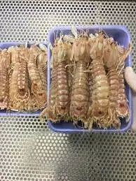 Frozen Mantis Shriimp Indonesian Seafood