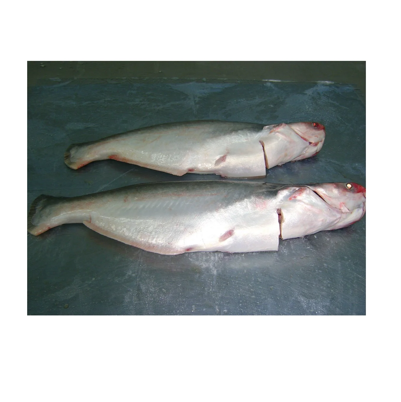 Premium Frozen Pangasius/ Basa Fish WG (Whole round Gutted) From VietNam