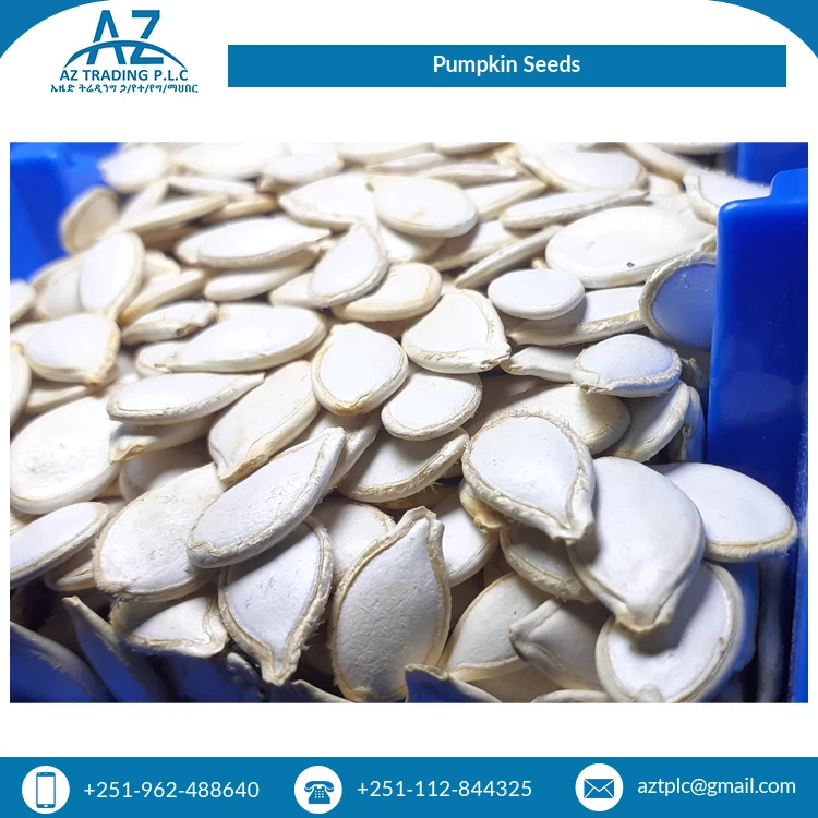 2022 Top Selling White Shine Color Skin Raw Origin High Quality Pumpkin Seeds at Least Price