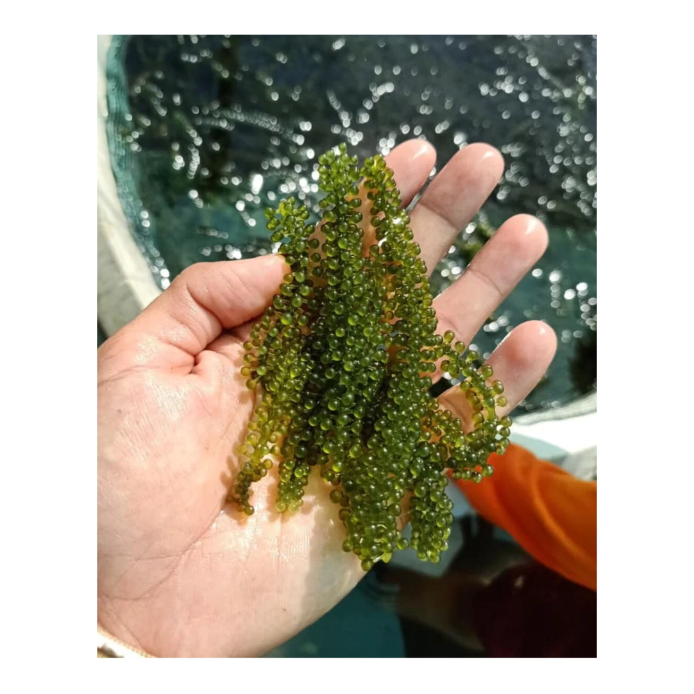 Дегидратированный морской виноград, упаковка для лато 100 г