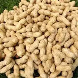 
raw groundnut inshell sortex quality / peanuts inshell india origin groundnut inshell 