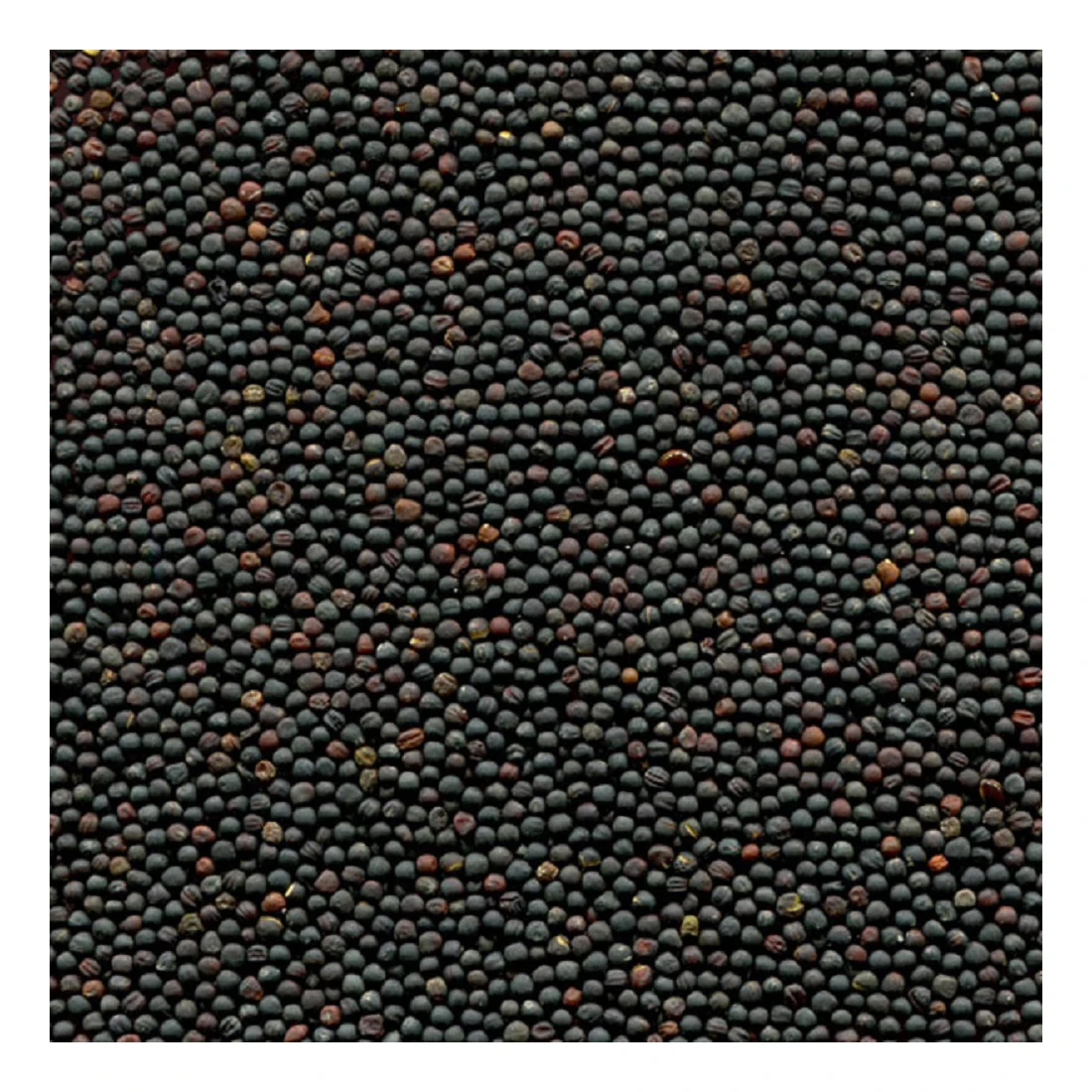 
Healthy rapeseed canola seeds 