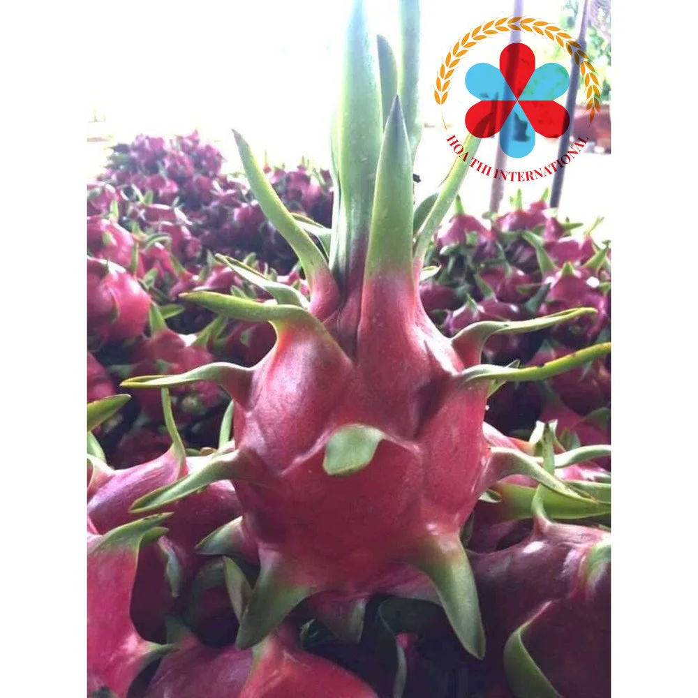 High quality  Fresh Dragon fruit From Vietnam With  Competitive Price for Japan market and European market