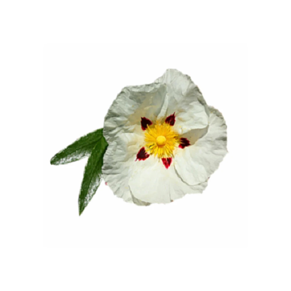 Best and Effective Wound healing essential oil cistus essential oil Manufacture from India