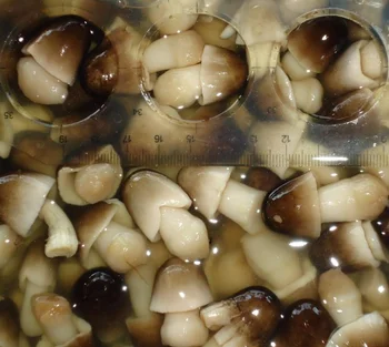 Cheapest Price Canned Brine Peeled Straw Mushrooms / WHATSAPP +84 845 639639
