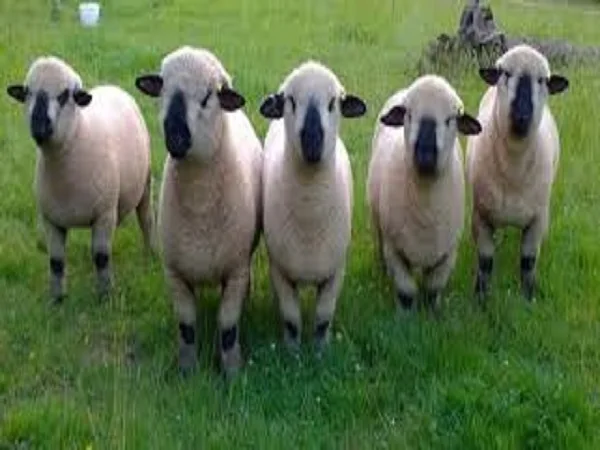 CHEAP PRICE EID AL ADHA ANIMAL FEED PALM KERNEL EXPELLER FATTENING GROW FOR CHICKEN,COW,GOAT,SHEEP IN Madinat Ash Shamal QATAR