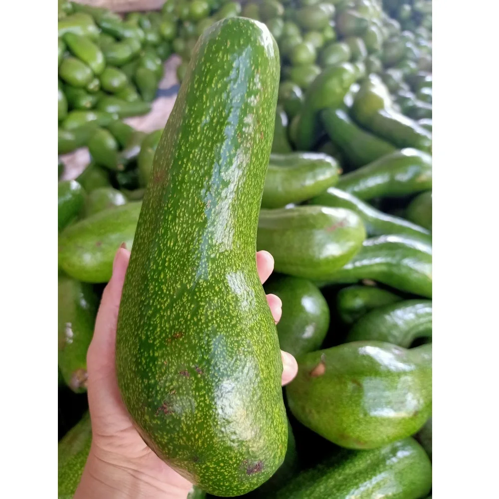 
Best price Organic 0,3kg - 0,8kg Per Piece Long Avocado Fruit Fresh Fruits From Viet Nam 