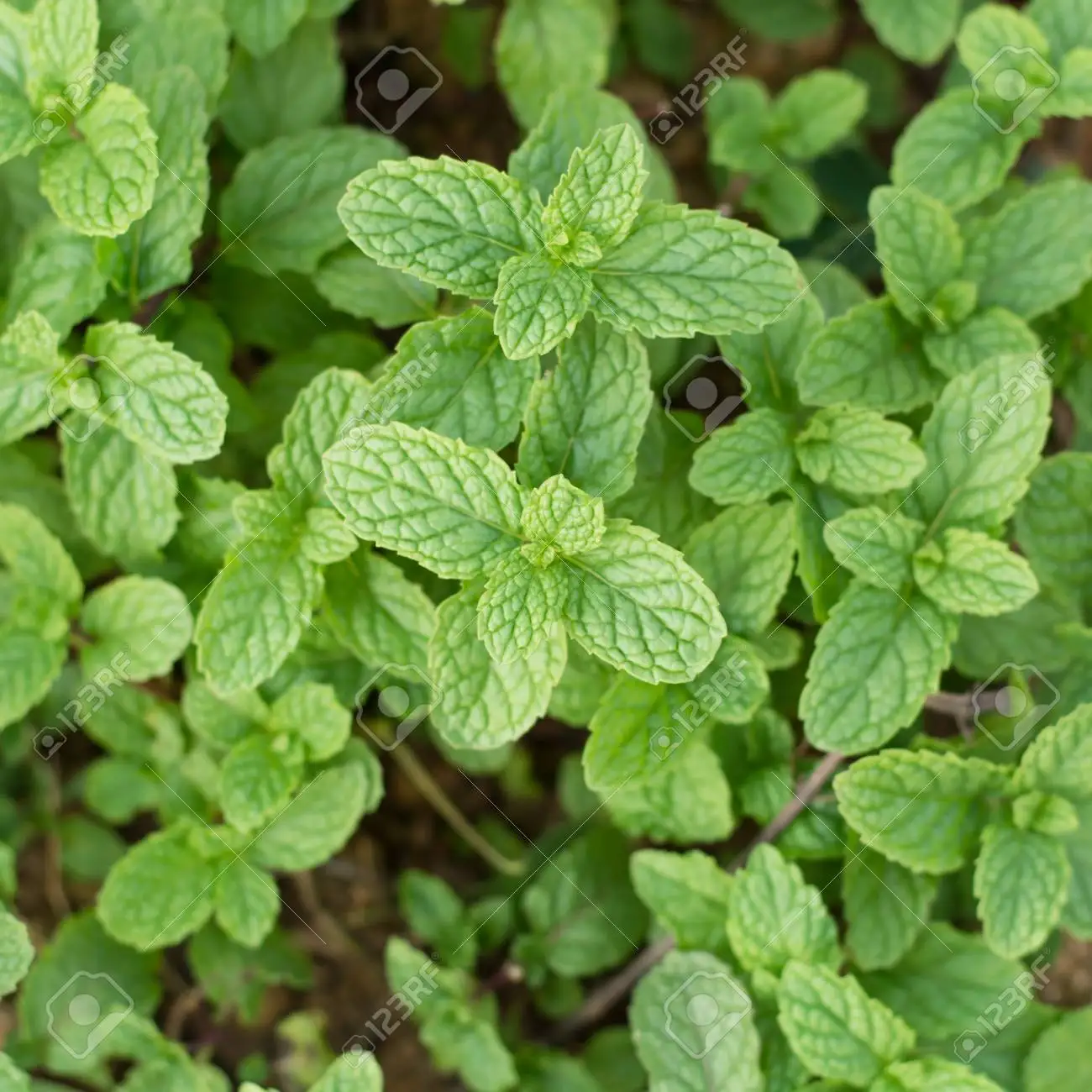 FRESH MINT LEAVES