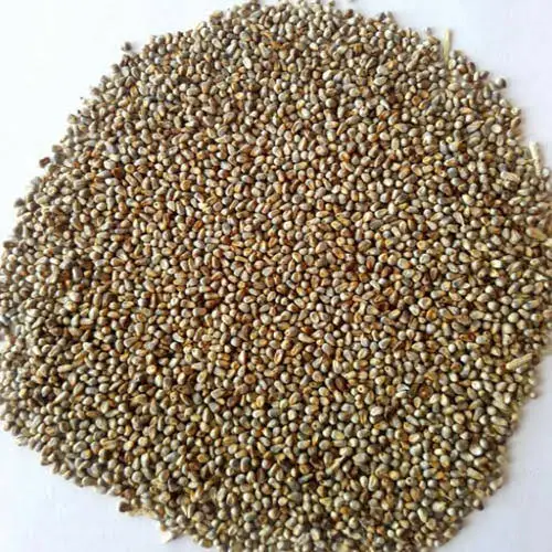 
White millet seed green millet seed indian millet seeds bajra seed 