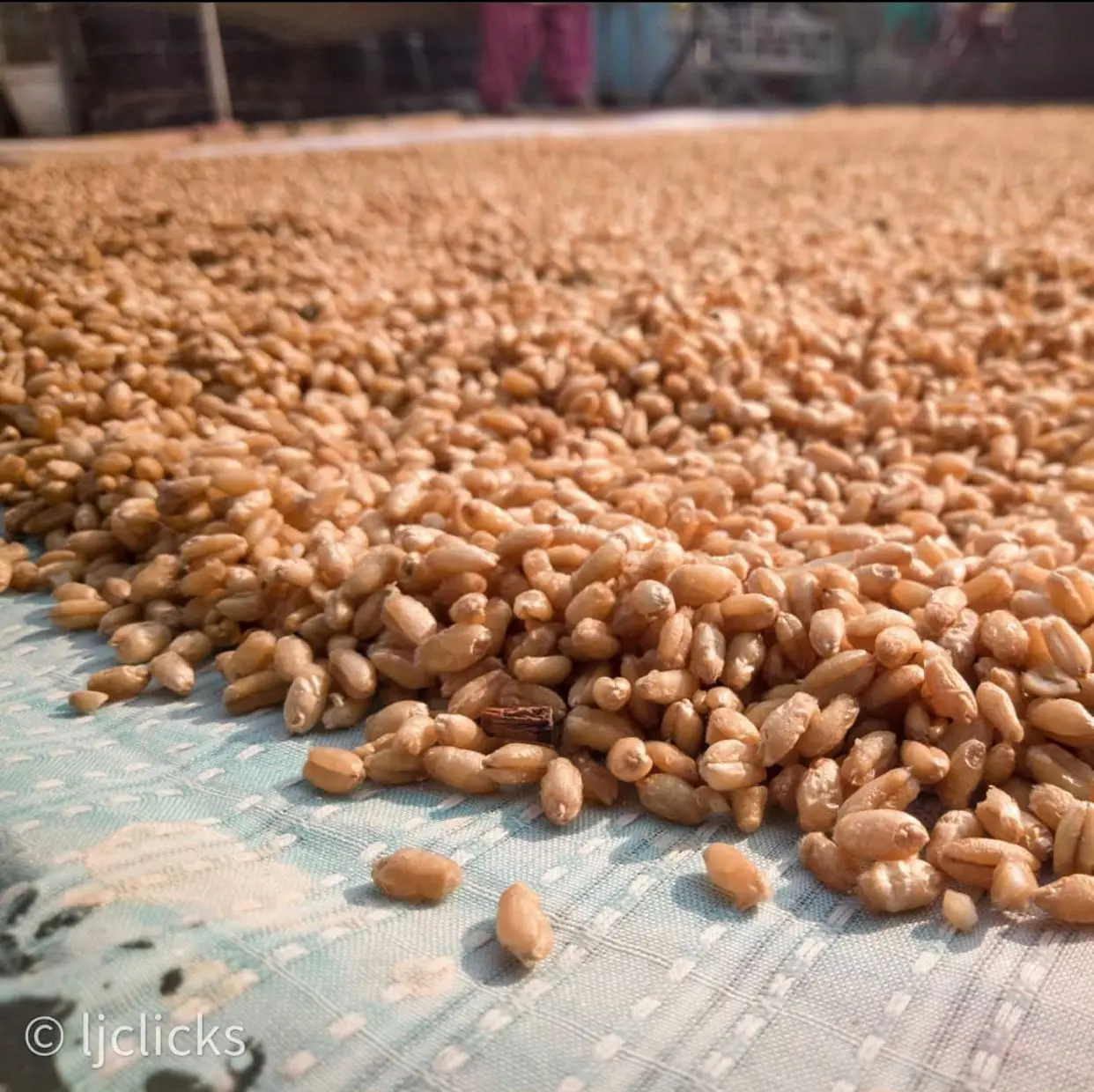 Premium quality soft milling wheat