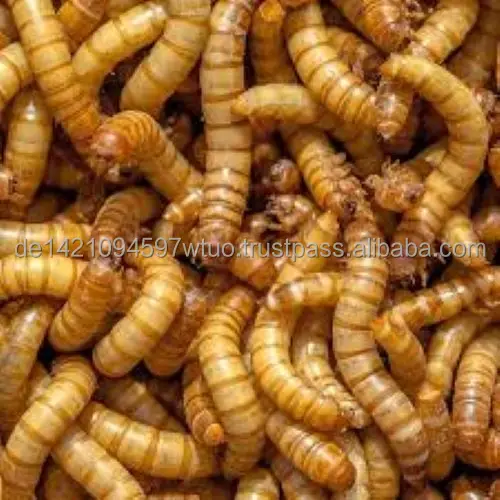 Натуральные Сушеные черви Mealworm специально для ваших домашних