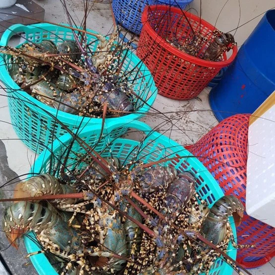 
Frozen Lobster / Frozen Lobster Tails / Fresh Live Lobsters 