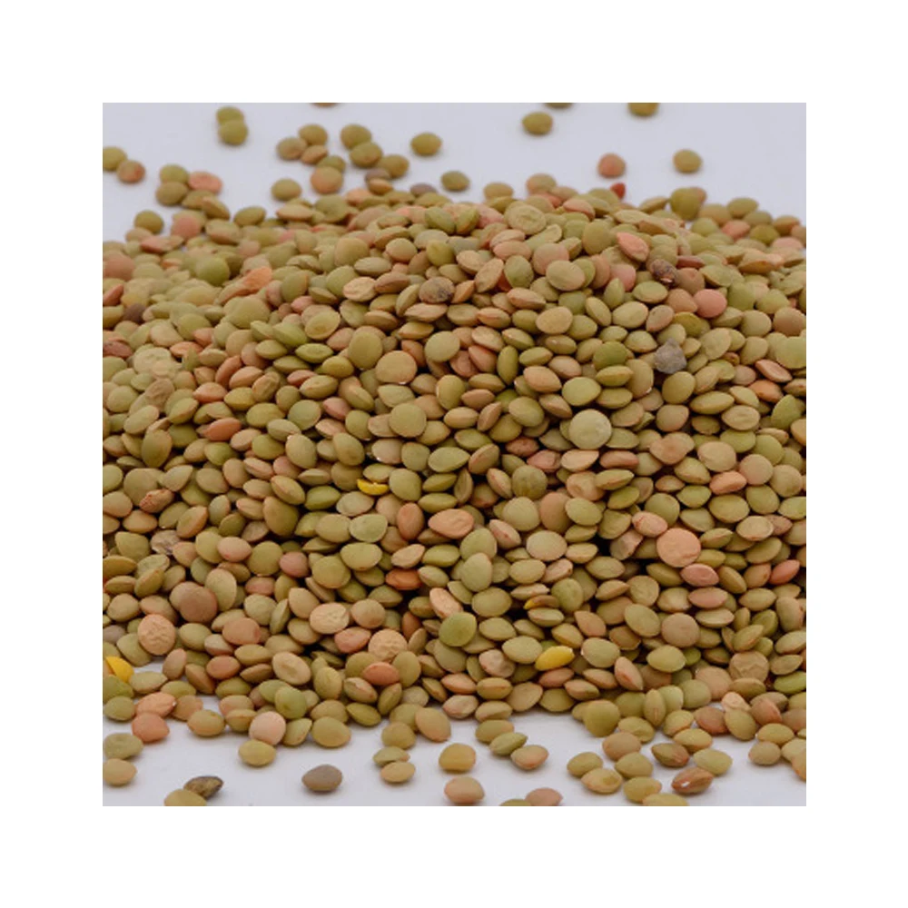 wholesale new crop good sale green lentil with best price export for food good taste