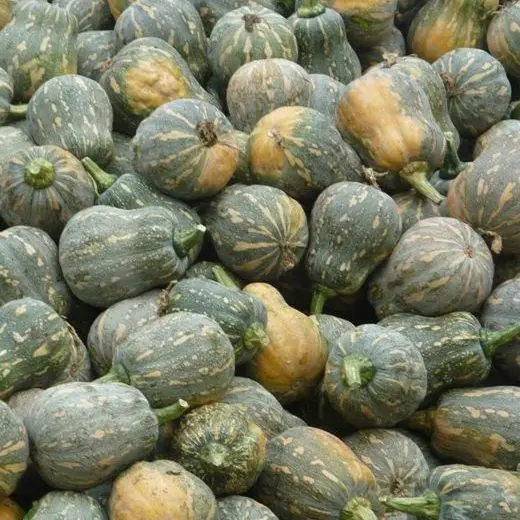 Fresh Pumpkin with the Best Price Wholesale Vietnam