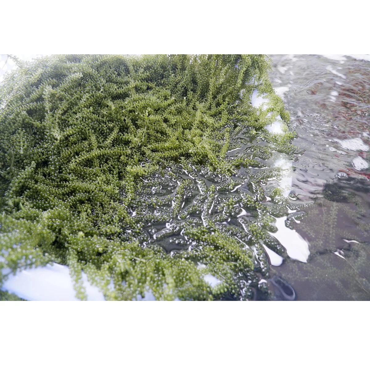 GCAP Brand Life Laver Variety Characteristics Taste Organic Fresh Sea Grapes Green Food From Viet Nam