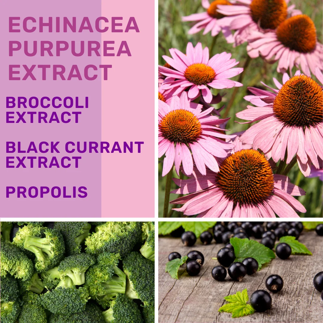 RTS echinacea purpurea root immune support * immunity healthcare effective echinacea herb immune support