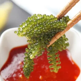  Морской виноград/зеленый морской виноград макроводоросли/посаженный резервуар-высококачественный лато (Ms Деми + 84 961733400)