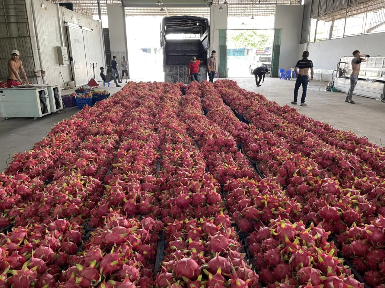 Standard Company Fresh Dragon Fruit High Quality Dragon Fruit (RED/WHITE Flesh) Specially Export to China Vietnam Dragon Fruit