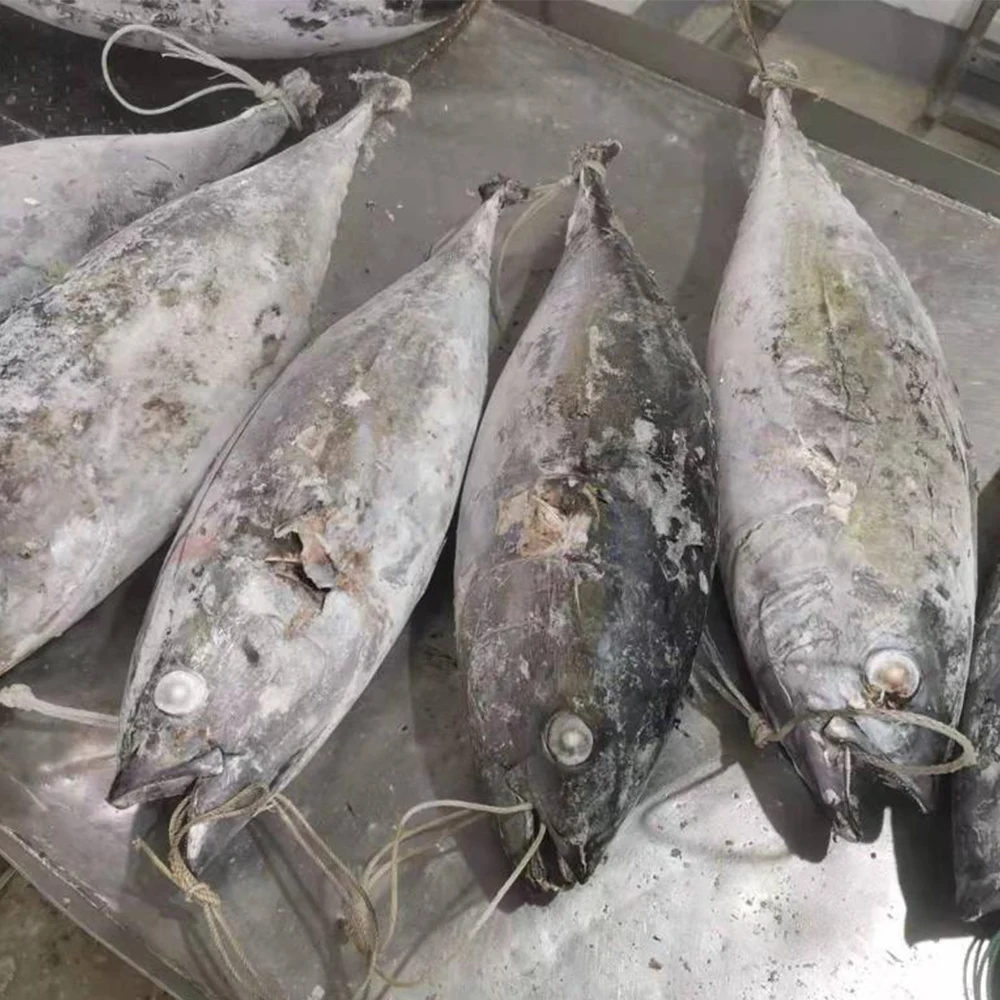 Seafood Body Whole Low-Fat Nutritious 20KG UP Frozen Yellowfin Tuna WR With GMP, ISO, HACCP Certification
