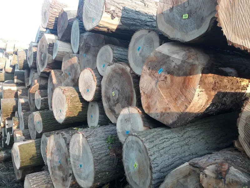 Poplar Veneer Logs 80+
