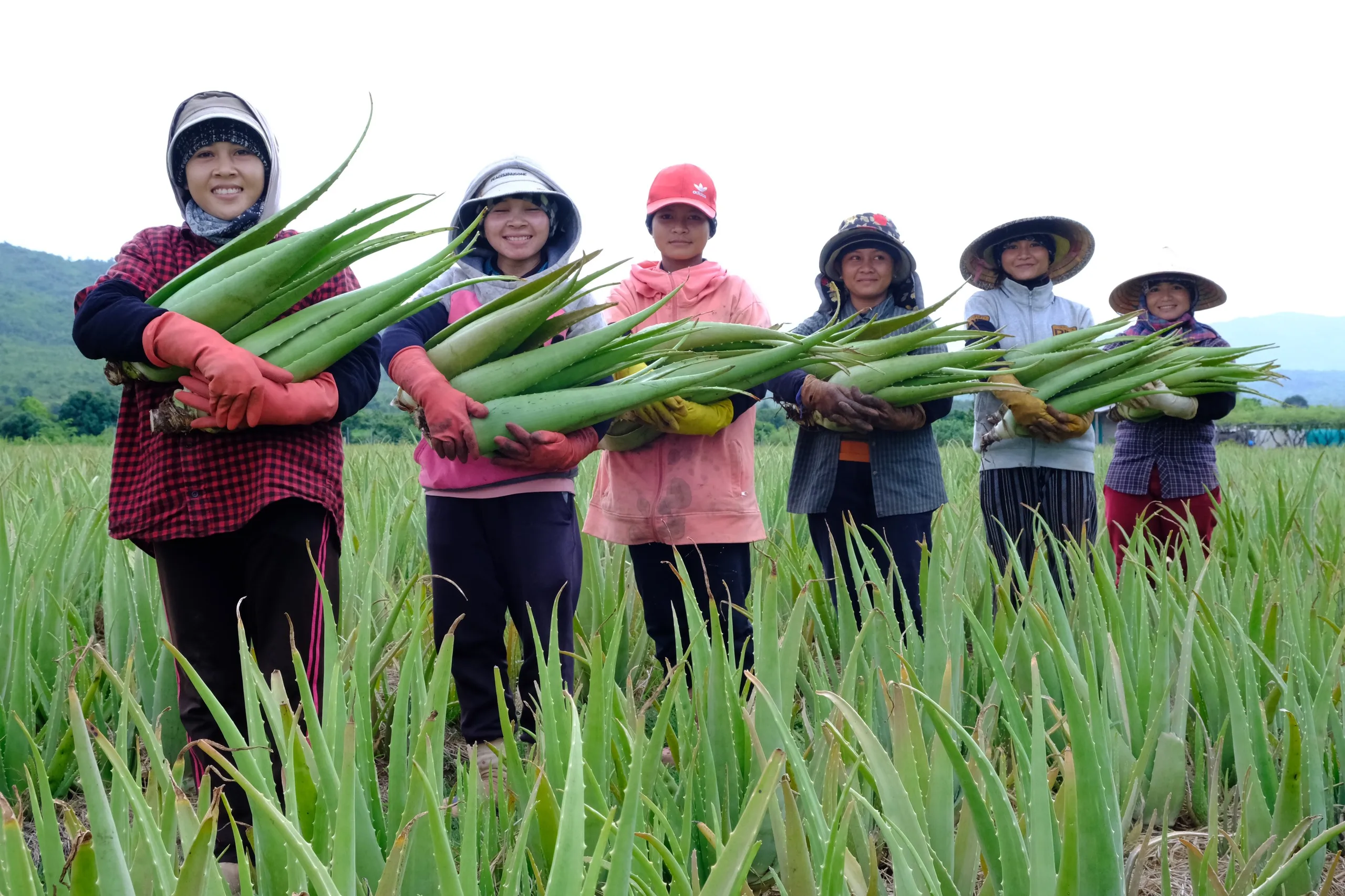 Кубик алоэ вера/кубики вера высокого качества от ведущего производителя из Вьетнама/Ms.Anna + 84 364930172
