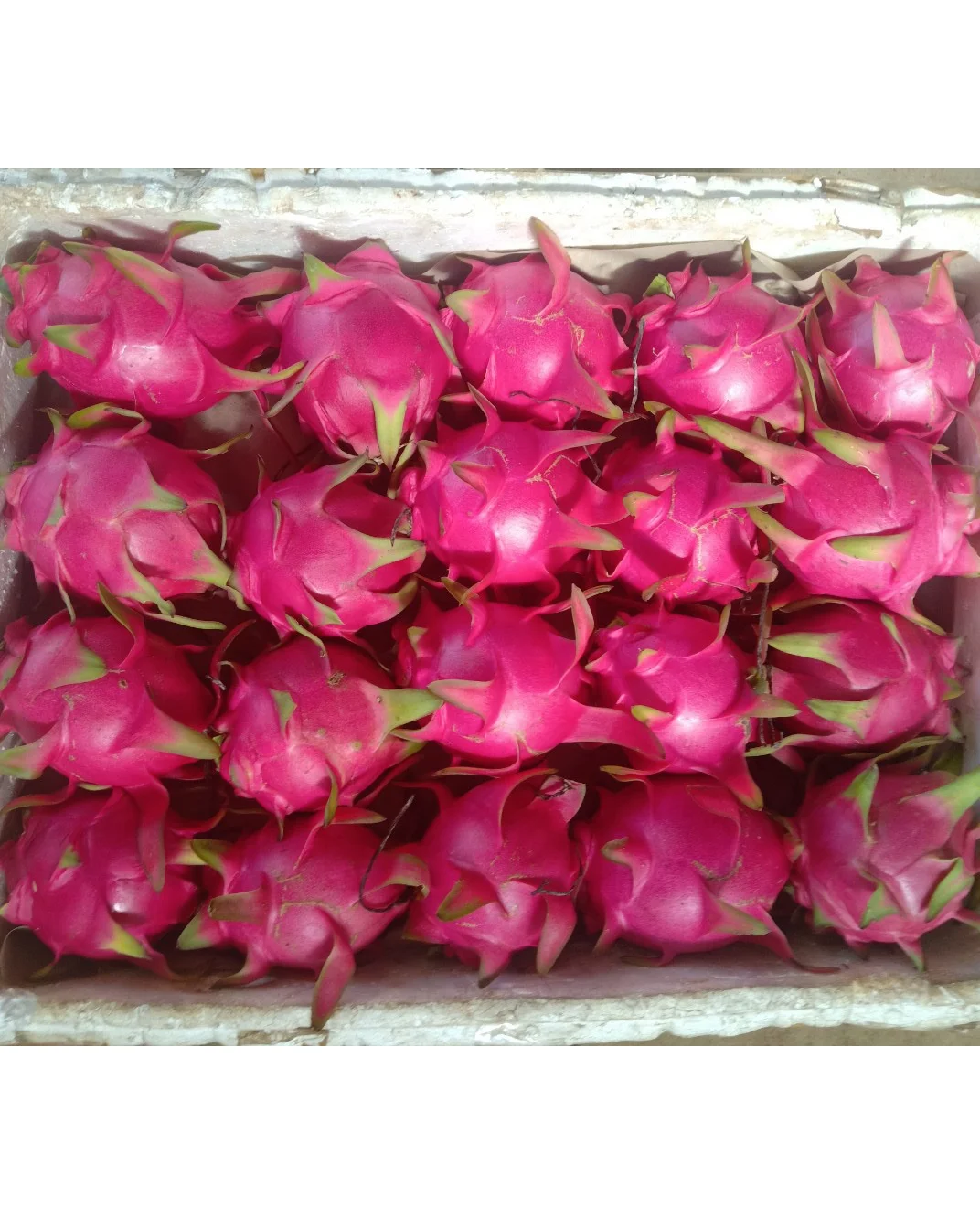 Vietnam Dragon Fruit 100% Fresh Super Delicious Taste Premium Quality Dragon Fruit Natural Fresh Sweet Low-calorie Fruit