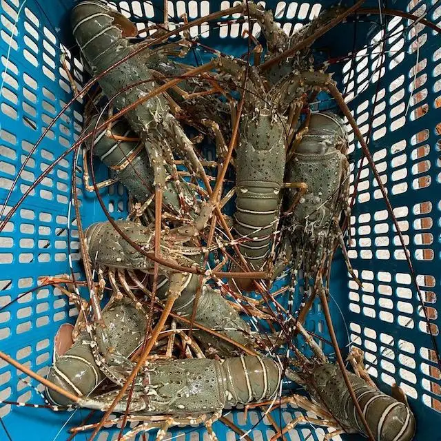 
Frozen Fresh Live Green Lobster - Alive Bamboo Lobster 