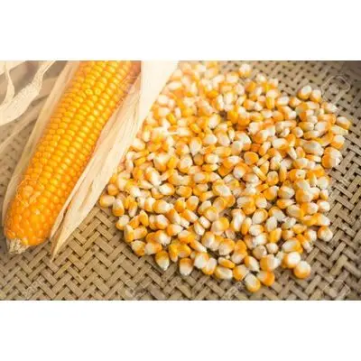 Yellow Corn Gluten Feed Animal Feed