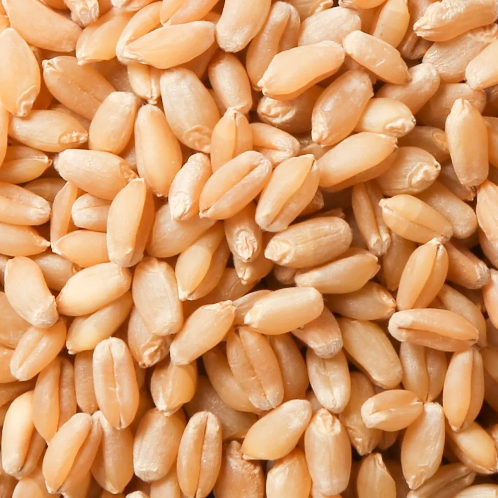 High Quality Wheat Grain