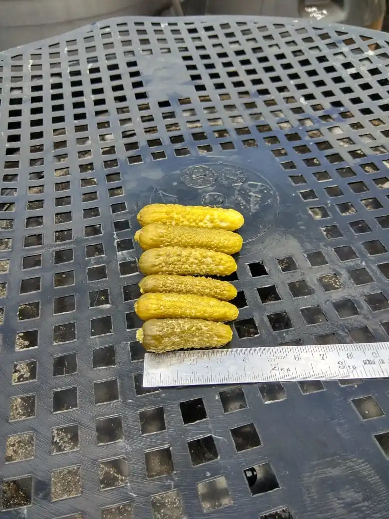  Высококачественные корншоны из уксусной кислоты изготовленные в Индии Доступна Оптовая Продажа на заводе для пищевых продуктов