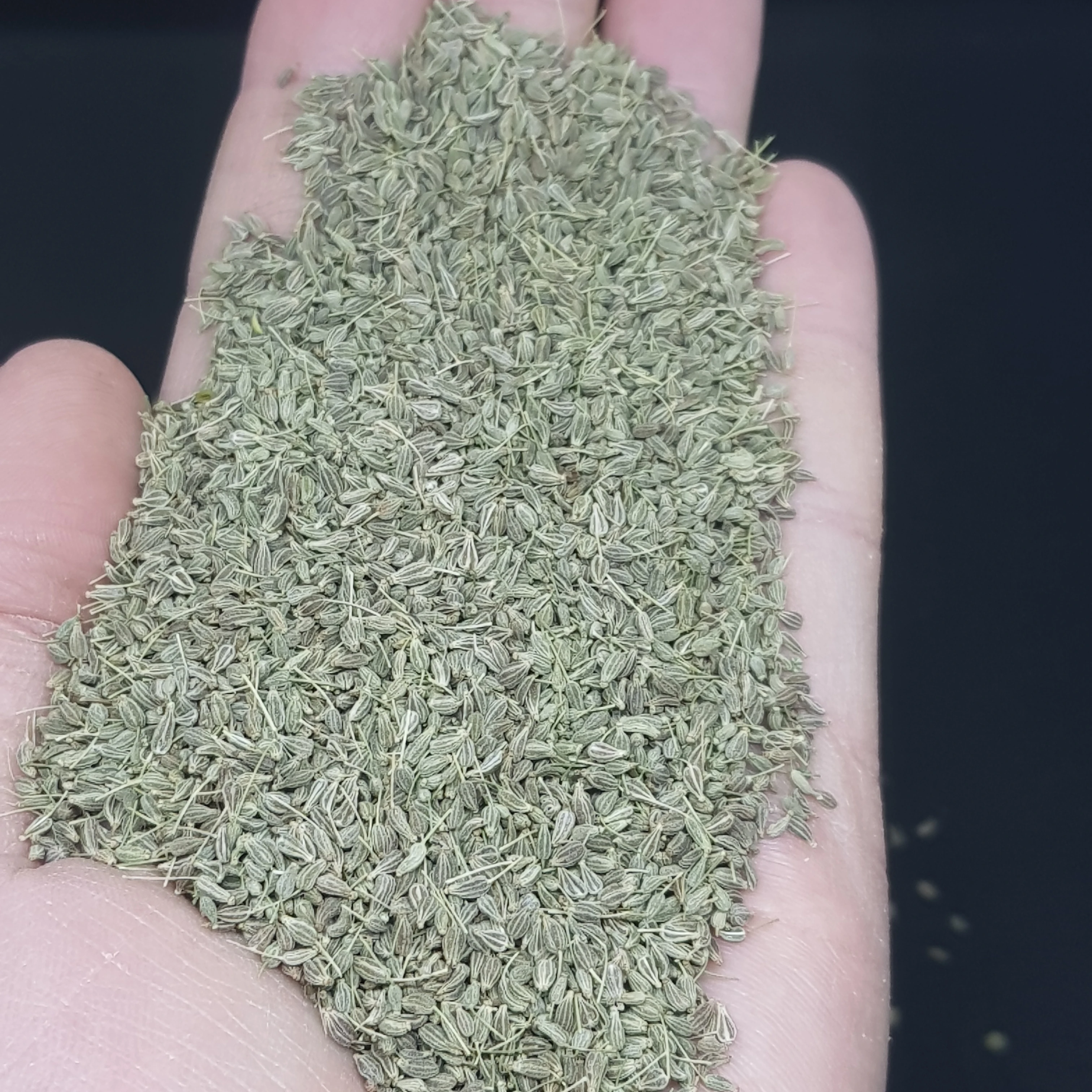 EGYPTIAN ANISE SEEDS SORTEX CLEANED 99%