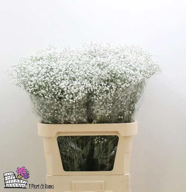 Premium quality Gypsophila Real  fresh cut flowers  variety xlence million stars decorative flowers 500 gr.