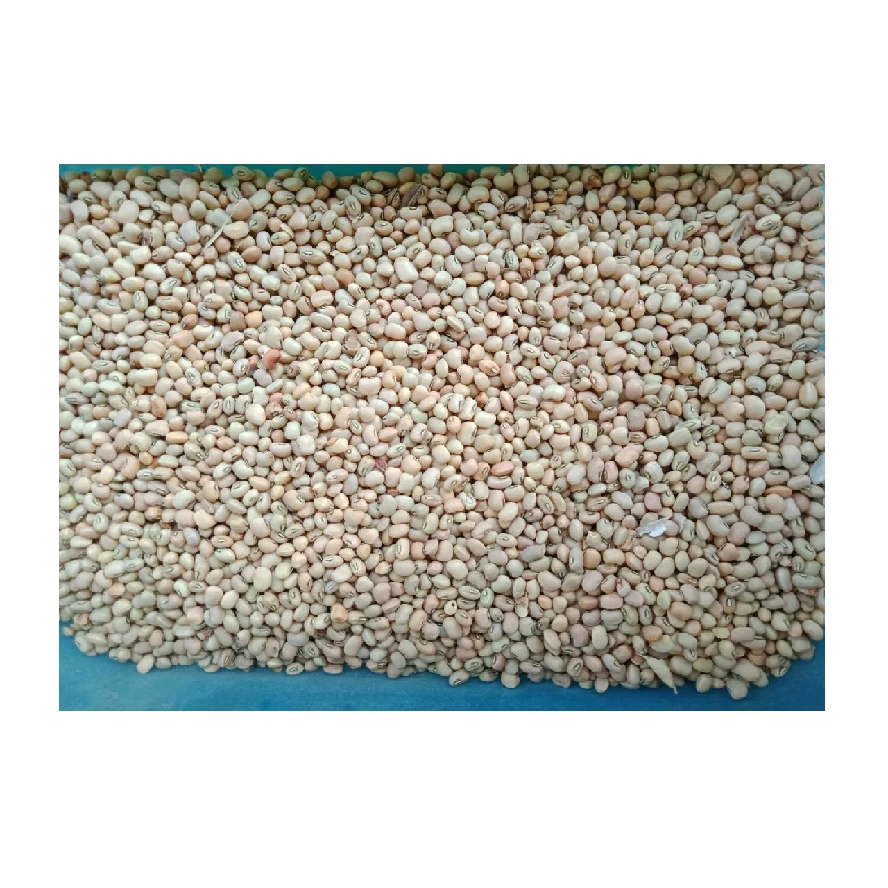 
Dried 25Kg Cowpea Harvester Beans for Sale with AD Drying Common Cultivation 14% Max Moisture (WhatsApp: +6581317198) 