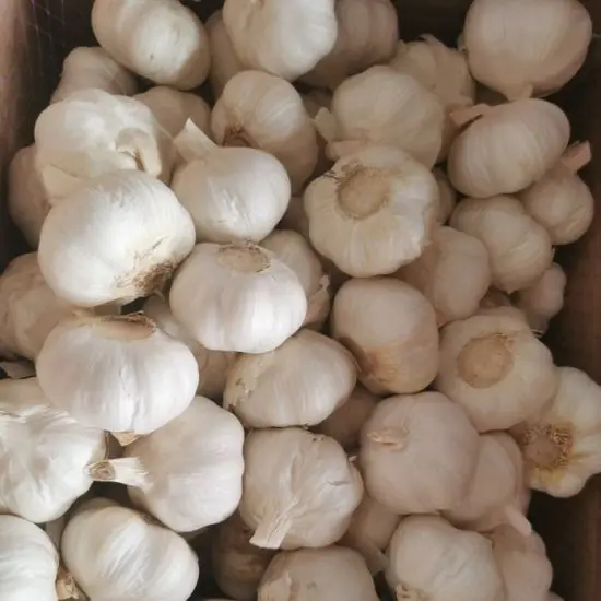 Fresh garlic/Natural White Garlic/Pure White Garlic for sale