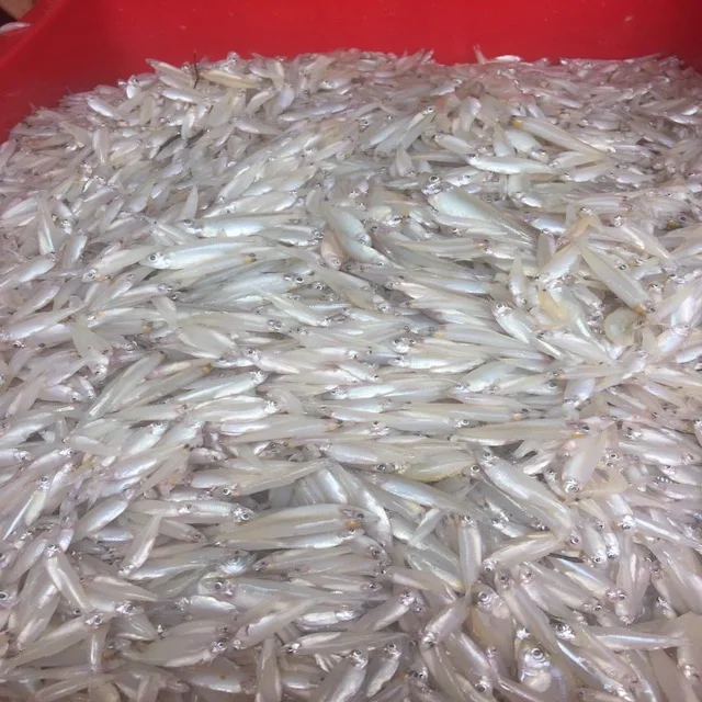 
Wholesale Frozen Anchovy / RIVER ANCHOVY Corica Soborna With High Quality From Vietnam 