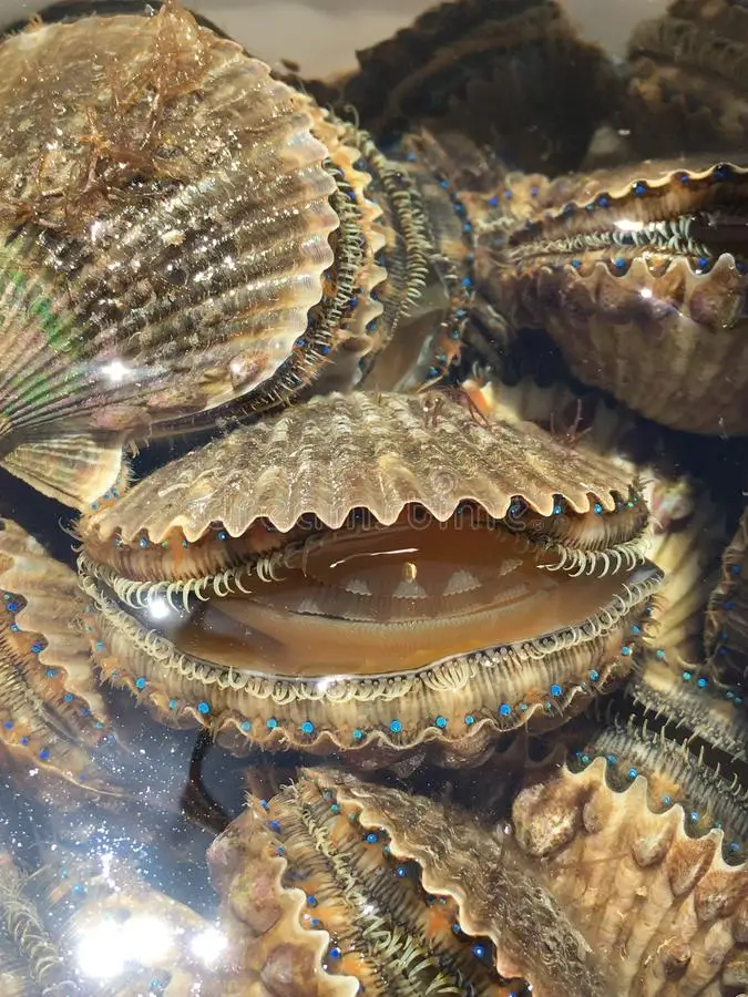 Best Dried and Frozen Scallop Different Sizes for Your Choice for Sale