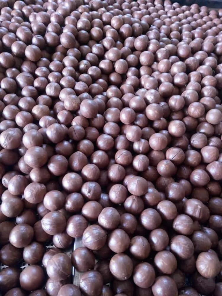 Wholesales roasted MACADAMIA NUTS bulk from Vietnam +84779956678
