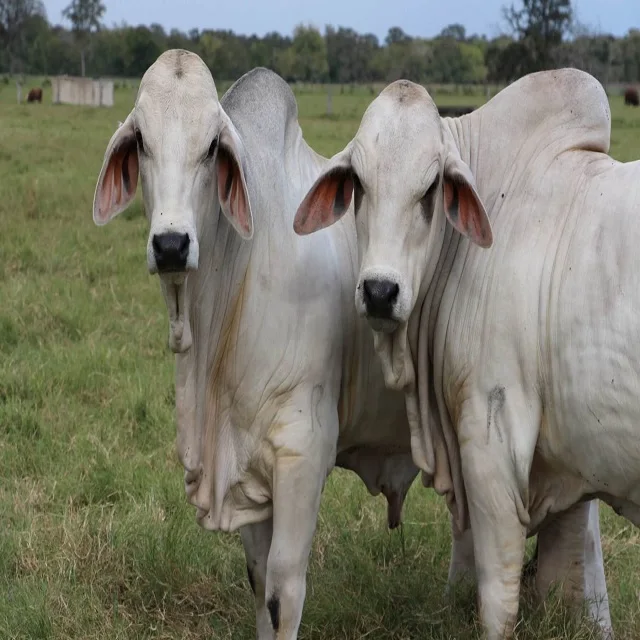 
Brahman Calves Brahman Bulls Pregnant Brahman Cattle Cows 