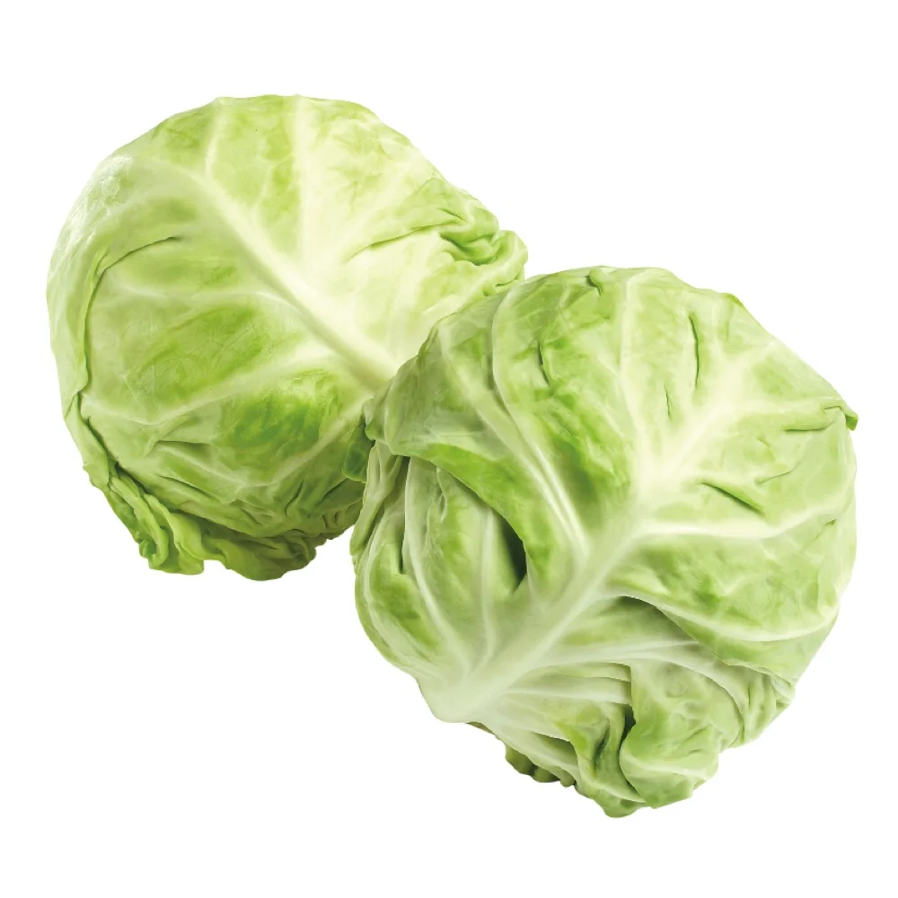 New crop of Chinese fresh vegetables round cabbage price for export