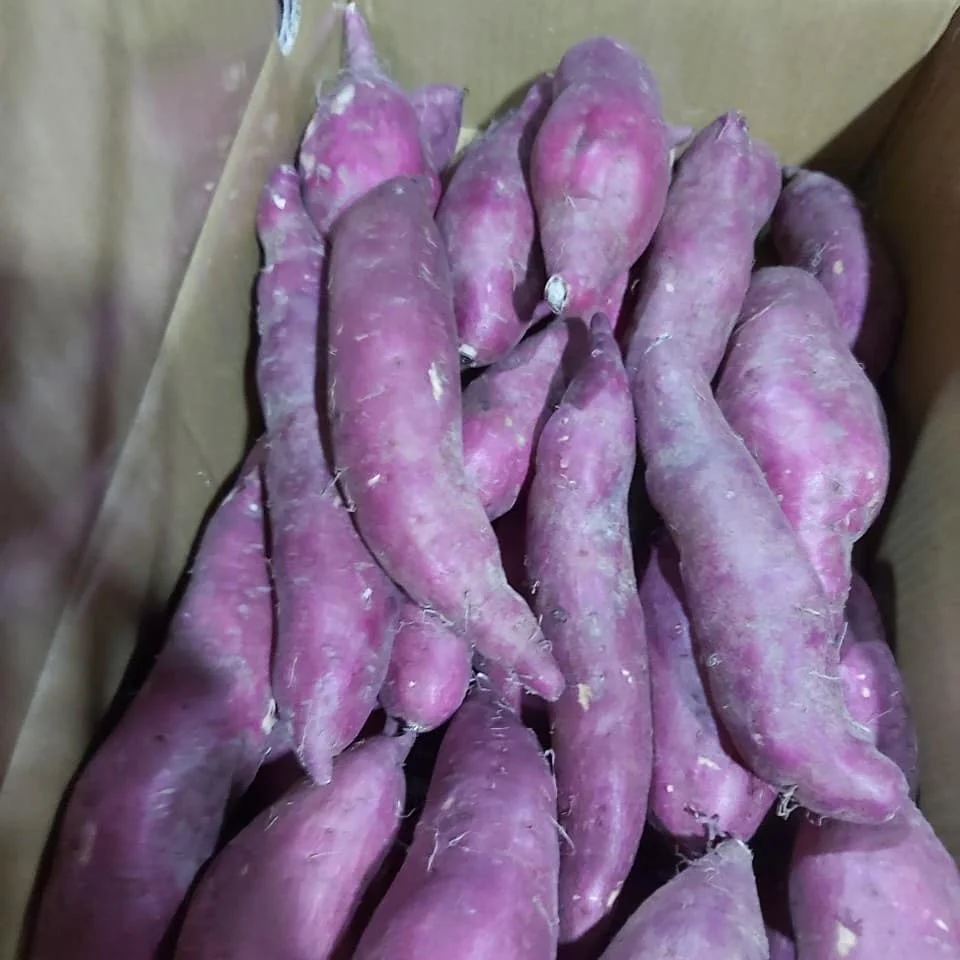 Свежий желтый сладкий картофель овощи экспорт оптовая продажа высокое качество (Сертификация: GAP HACCP...) -100% органический