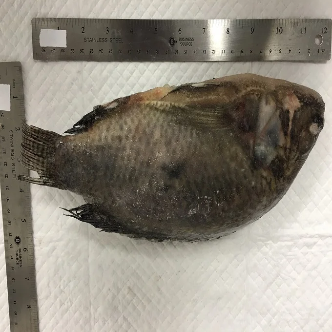 Tilapia Fish  300G To 500G Whole Clean Kosher Wr 4Kg Black Tilapia