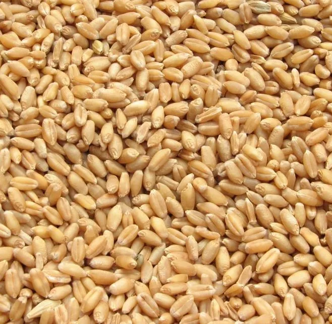 Organic Wheat Grain 2.5kg